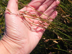 Carex rariflora