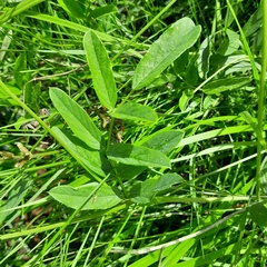 Ophrestia oblongifolia