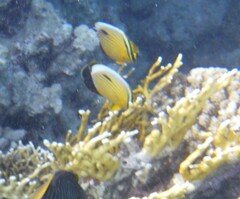 Chaetodon austriacus