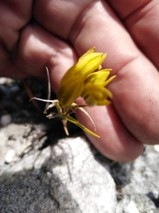 Eulophia ustulata