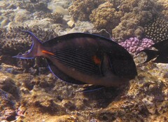 Acanthurus sohal