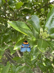 Egybolis vaillantina