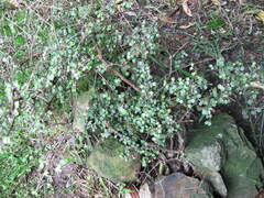 Coprosma crassifolia