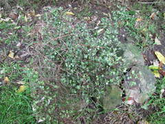 Coprosma crassifolia