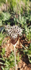Allium cyrillii