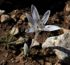 Colchicum tuviae