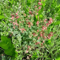Indigofera hedyantha