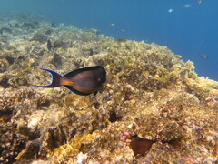 Acanthurus sohal