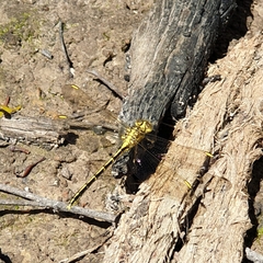 Austrogomphus guerini