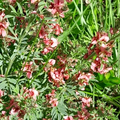 Indigofera hedyantha