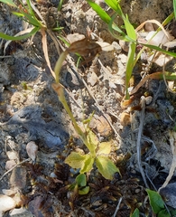 Pterostylis nana