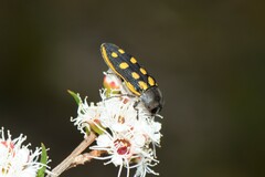 Castiarina xanthopilosa
