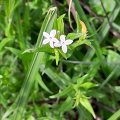 Conostomium natalense