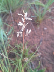 Eragrostis capensis