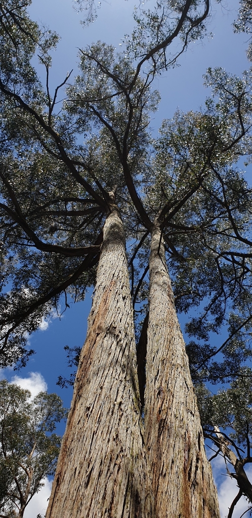 Brown-top Stringybark from Wheatsheaf VIC 3461, Australia on December ...