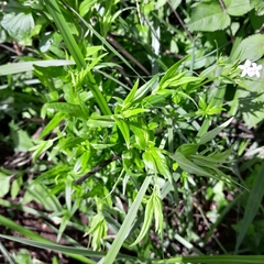 Conostomium natalense