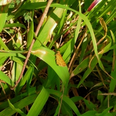 Taractrocera luzonensis