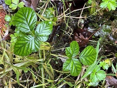 Rubus bifrons