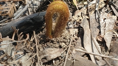 Pteridium esculentum