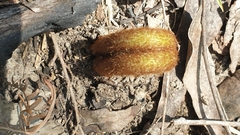 Pteridium esculentum