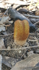 Pteridium esculentum