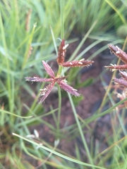 Cyperus marginatus