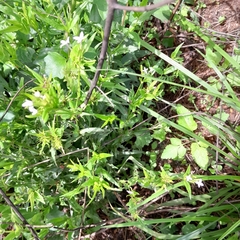 Conostomium natalense