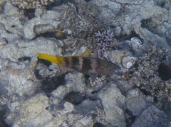 Scarus ferrugineus