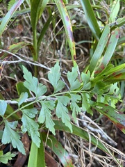 Asplenium aethiopicum