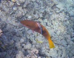 Scarus ferrugineus