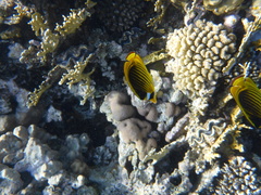 Chaetodon fasciatus