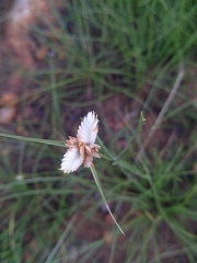 Cyperus niveus