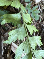 Asplenium aethiopicum