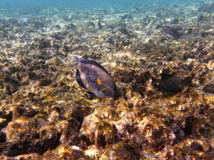 Acanthurus sohal