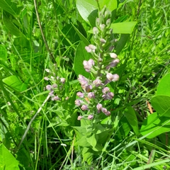 Brachycorythis pubescens