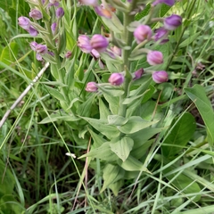 Brachycorythis pubescens