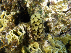 Turbinaria decurrens