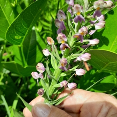 Brachycorythis pubescens