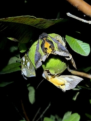 Eudocima hypermnestra