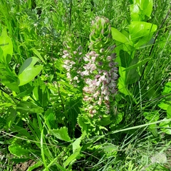 Brachycorythis ovata