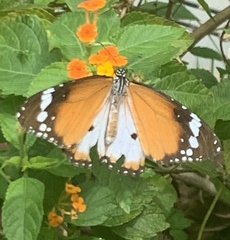 Danaus chrysippus chrysippus