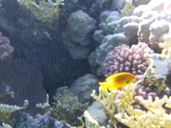 Pomacentrus sulfureus