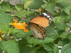 Danaus chrysippus chrysippus