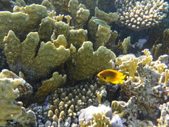 Pomacentrus sulfureus