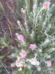 Helichrysum kraussii