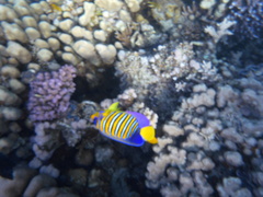 Pygoplites diacanthus