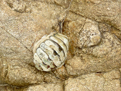 Sypharochiton pelliserpentis