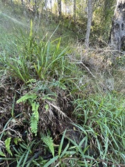 Asplenium aethiopicum