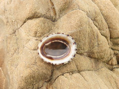 Cellana radians