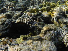 Ctenochaetus striatus